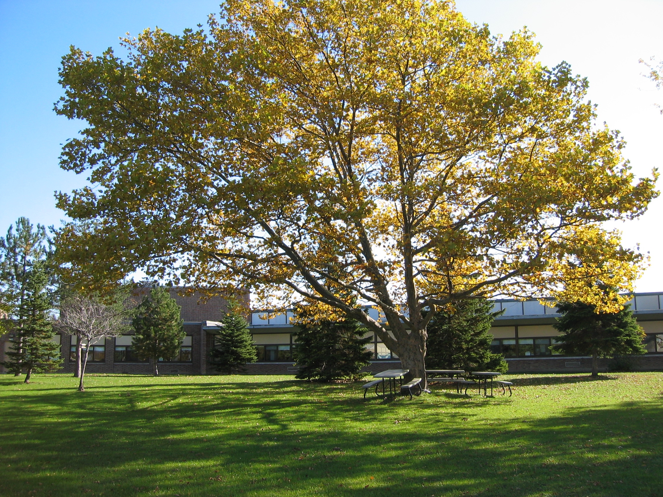 Pinehurst School 